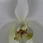 El significado de una orquídea blanca