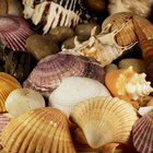Como colocar conchas em um aquário