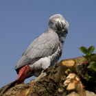 How to determine the age of african greys