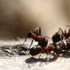 Receta de ácido bórico para eliminar hormigas