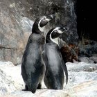 Cómo respiran los pingüinos debajo del agua