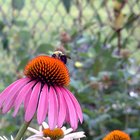 Lista de las flores polinizadas por las abejas