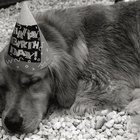 Ideas para una fiesta de cumpleaños canina