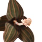 Cómo cuidar una orquídea joya ludisia discolor
