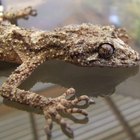 Tipos de geckos para tener de mascotas