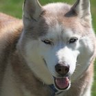 Información sobre el Husky Siberiano blanco