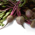 Close up image of a turnip growing in the garden