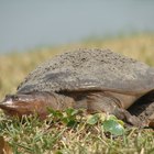How to Tell if a Soft-Shell Turtle Is a Male or Female