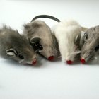 Una forma orgánica para deshacerse de los ratones