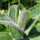 ¿Qué ataca a las plantas de menta?