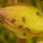 Ciclo de vida de las hormigas negras 