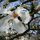 El simbolismo de la flor Magnolia