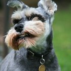 Cómo entrenar Mini Schnauzers