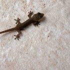 Cómo deshacerse de los geckos y lagartijas
