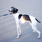 Estornudo inverso versus colapso traqueal en perros