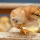 Cómo saber si tu pollito es un gallo o una gallina