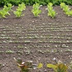 Insecticidas para las plantas de hortalizas