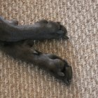 Doenças nas patas de cães