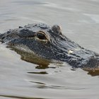 ¿Cómo saber la diferencia entre macho y hembra de aligátores o lagartos?