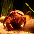 Cómo cuidar de un cangrejo hermitaño de mar