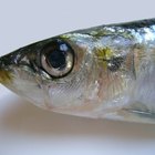 Diferença entre anchovas e sardinhas