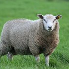 Qué tipo de cerca se necesita para las ovejas