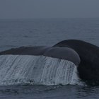 Cómo proteger a las ballenas azules en California