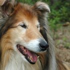 Efeitos colaterais de ivermectina e doramectina em cães