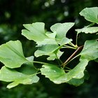 Quais os efeitos do Ginko Biloba nos níveis de dopamina?