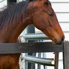 O que pode ser um caroço debaixo da bochecha do cavalo?