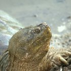 Historia de vida de la tortuga lagarto