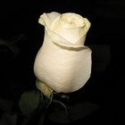 El significado de las rosas blancas