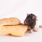 Quais são os sinais de gravidez em ratos?