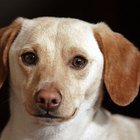 ¿Qué es un dachshund piebald?