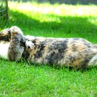 Tratamento para coelhos contra verminose