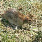 Trampas y venenos naturales para ratas