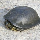 ¿Qué significan espiritualmente las tortugas?