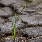 Instrucciones para plantar celosía