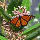Cuidado de las plantas de asclepia