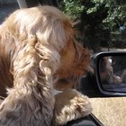 Por que os cães babam no carro?