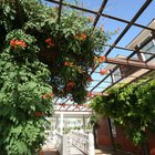 Plantas trepadeiras perenes e de sombra