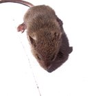 Como livrar-se de ratos e camundongos sem prejudicar os animais de estimação