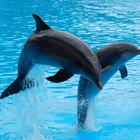 Los delfines migran o hibernan