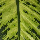 Como cultivar um pé de comigo-ninguém-pode