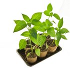 Como esterilizar um substrato para o plantio de sementes