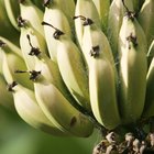 ¿Cuál es la mejor manera de cuidar una planta de plátano?