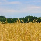 ¿Qué máquinas se utilizan para cosechar trigo?