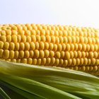 Cómo cocinar las mazorcas de maíz
