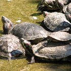 ¿Dónde viven las tortugas en su hábitat natural?