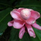 Flores exóticas en la selva tropical